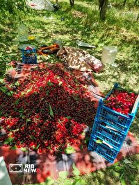 برداشت ۷۵۰ تن گیلاس در ماهان