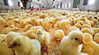 کاهش قیمت جوجه یک روزه در مازندران