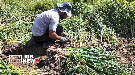 برداشت ۷۵۰۰ تُن سیر‌ تر از مزارع عجب‌شیر