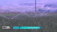 اردبیل رتبه اول کشور در آبیاری نوین کشاورزی
