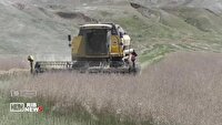 پیش بینی برداشت ۷۰۰ تن کلزا از مزارع رومشکان لرستان