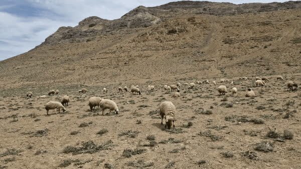 تخریب مراتع زیر پای دام‌های مازاد؛ برخورد با متخلفان