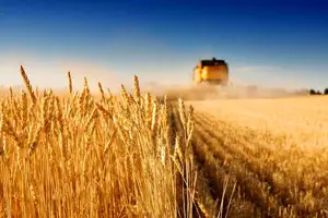 خریداری بیش از هزار و ۵۰۰ تن گندم در خراسان جنوبی