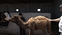 روستای سقر تپه نمادی از ظرفیت دامپروری در گلستان