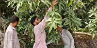 آغازفصل برداشت سلطان میوه‌ها در قصرقند