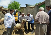 خدمت‌رسانی دامپزشکان جهادگر به دامداران مناطق کم‌برخوردار چرام