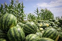 پیش بینی برداشت بیش از ۶۴۶ هزار تن هندوانه تا پایان فصل