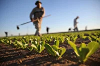 نقش پررنگ خوزستان در احداث شبکه ملی مزارع الگویی کشاورزی