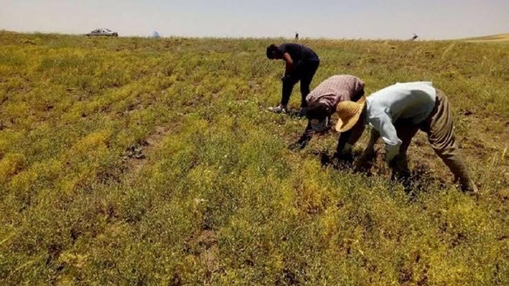 برداشت حدود ۳ هزار تن عدس در لرستان