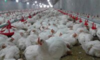 جوین به عنوان یکی ازقطب‌های مهم تولید گوشت سفید درخراسان رضوی ، بدون کشتارگاه ویژه طیور