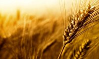 برداشت ۲۲۰ تن گندم از مزارع بنیاد تعاون زندانیان استان البرز