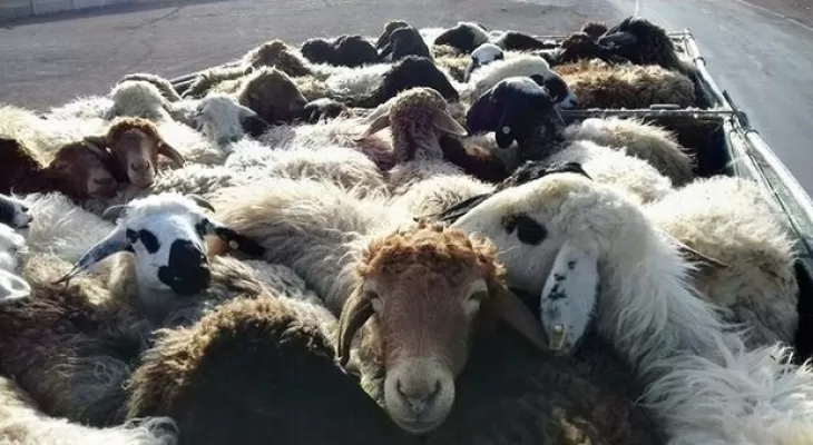دستگیری باند سارقان احشام با ۱۱ مورد سرقت در جیرفت