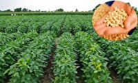 پیش بینی برداشت ۷ هزار تن سویا در مازندران