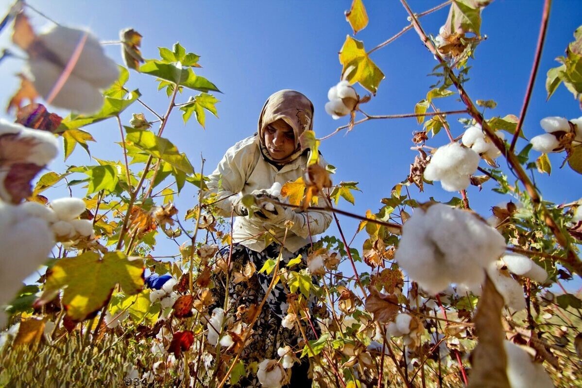 کشت مکانیزه پنبه در داراب کشت مکانیزه پنبه در داراب