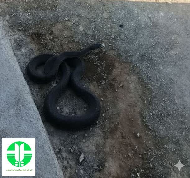 مشاهده مار سیاه سوجه برای نخستین بار در خراسان جنوبی مشاهده مار سیاه سوجه برای نخستین بار در خراسان جنوبی