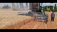 خدابنده قطب تولید گندم در زنجان