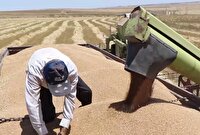 آغاز خرید تضمینی گندم در اردبیل از ۲۴ تیرماه