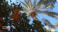 ۴۰ کانتینر خرما صادر شد