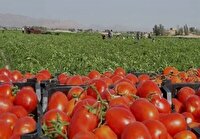 گوجه فرنگی فارس در راه بازارهای جهانی