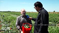برداشت ۲۵۰۰ تن خیار از مزارع پارس‌آباد اردبیل