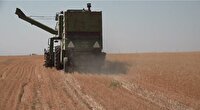 پیش بینی برداشت بیش از ۱۲۰ هزار تن خوشه طلایی گندم