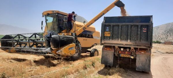 آغاز برداشت گندم در اقلید آغاز برداشت گندم در اقلید