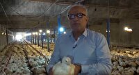 مزایای اقتصادی و بهداشتیِ «مرغ سایز»