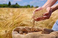 خرید تضمینی ۳۰ هزار تن گندم از کشاورزان کردستان/ فعالیت ۲۰ مرکز خرید در استان
