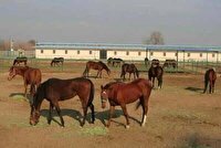 هویت گذاری ۲ هزار راس اسب اصیل در آذربایجان‌شرقی