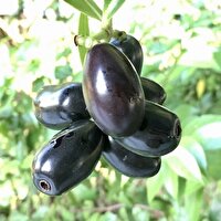 برداشت میوه جم در میناب