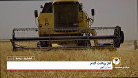 آغاز برداشت گندم از دو هزار و پانصد هکتار زمین کشاورزی زرندیه استان مرکزی