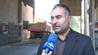پیش‌بینی افزایش ۳۰ درصدی تولید گندم در آذربایجان‌ غربی