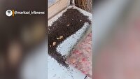 از هجوم پشه و مگس به منازل چند روستای اطراف اراک تا توقف طرح فروش نان وزنی