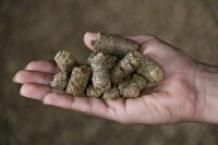 بقایای نیشکر جایگزینی اقتصادی و پایدار برای تامین خوراک دام
