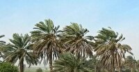 تشدید وزش باد از فردا ۲۷ تیر در خراسان جنوبی