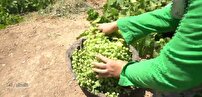 پیش‌بینی برداشت بیش از ۱۰ هزار تن غوره در تاکستان