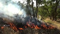 حریق در ۲۰ هکتار از جنگل‌های منطقه هلو سعد چهارمحال و بختیاری