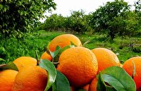 ضرورت اصلاح الگوی کشت مرکبات در مازندران