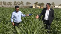 افزایش بهره‌وری منابع آب و انرژی با اصلاح الگوی کشت  ذرت