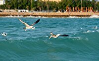پیش‌بینی وزش باد و تداوم شرجی بالا برای استان بوشهر