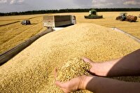 خرید بیش از ۹۸ هزار تُن گندم در خراسان شمالی