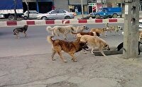 تشکیل پرونده قضایی برای حادثه حمله سگ‌های ولگرد به کودک سنندجی