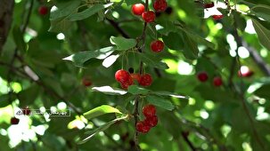 آغاز برداشت گیلاس در استان چهارمحال و بختیاری