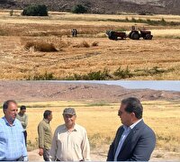 افزایش بارندگی، برداشت غلات رابر را به رکوردی مطلوب رساند