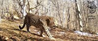 شکوه سلطان جنگل‌های مازندران در قاب دوربین محیط‌بان