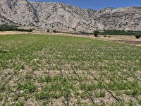 کشت قطره‌ای برنج؛ رویکردی نوین در کشاورزی باشت