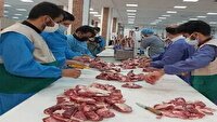 نظارت شرعی و بهداشتی بر ۲ هزار راس دام زنده و لاشه دام در آذربایجان‌شرقی
