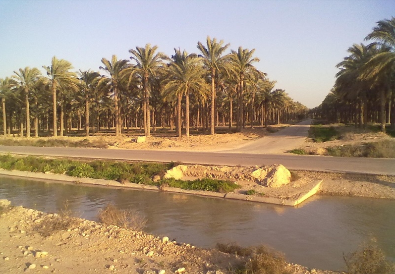 آبیاری ۲۷۸ هزار اصله نخل از آب سد خاییز