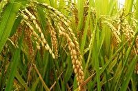 برداشت برنج از هفته سوم تیر در شالیزار‌های مازندران