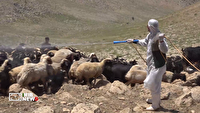 واکسیناسیون گسترده دام‌های عشایر در پالنگان کردستان
